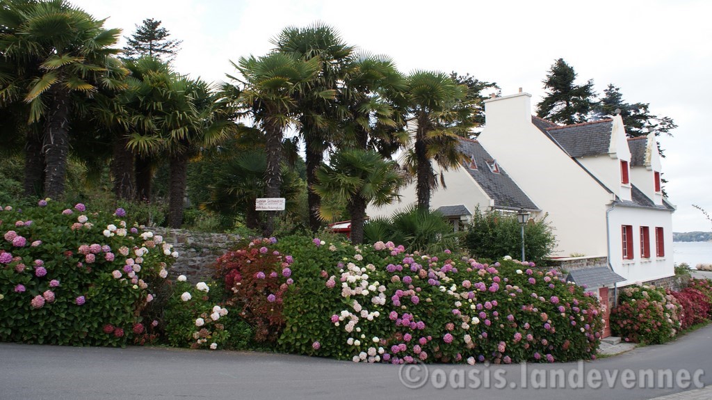 L'Oasis à Landevennec