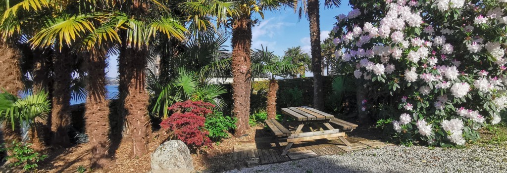 la palmereraie de l'Oasis Landevennec